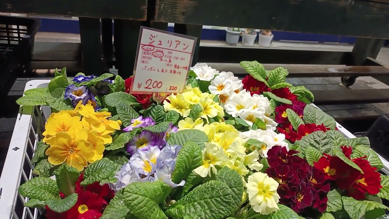 田中レイヴンとカドの花屋♪　声あり