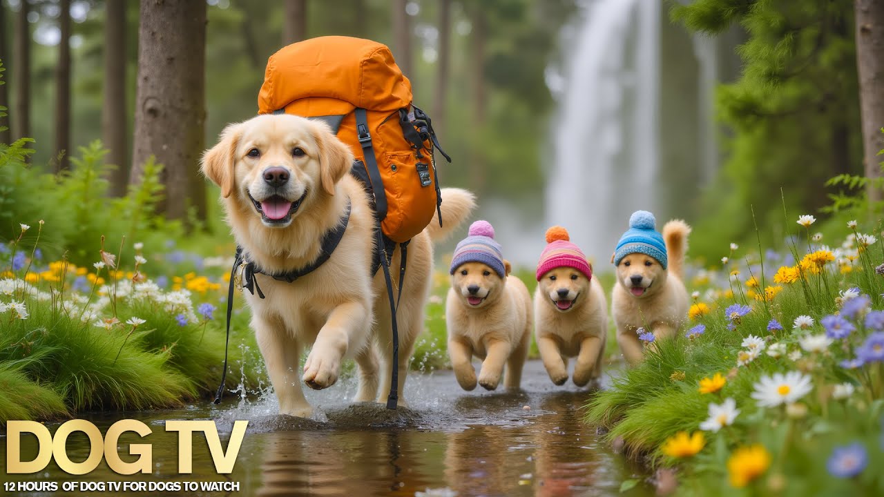 Calming Music For Dogs🐶Dog TV with Soft Piano🐶Deep Sleep & Anxiety Relief Music