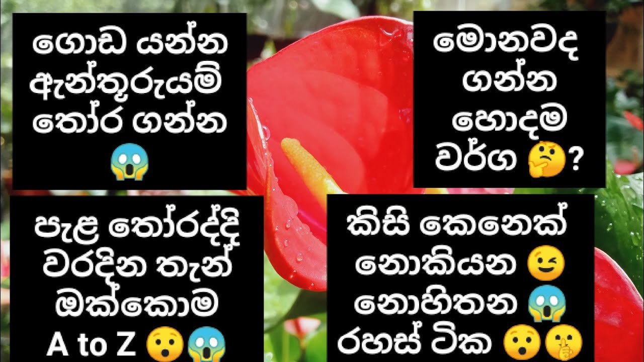 වැඩි පැළ තොගයක්🤔  හොද මිලක් 😯 හොද ගමනක් යන්න හොදම ඇන්තූරුයම් වර්ග😱😯 වගාවට එන ඔයාට ඕන සියළු රහස්😱🥰