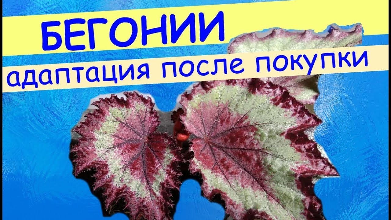 Бегонии: адаптация после покупки в магазине, пересылки.