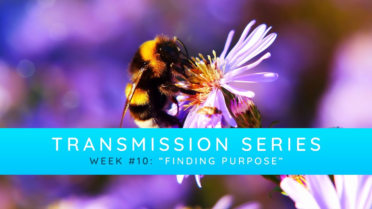 Transmission Series – Finding Purpose (July 11th 2020)