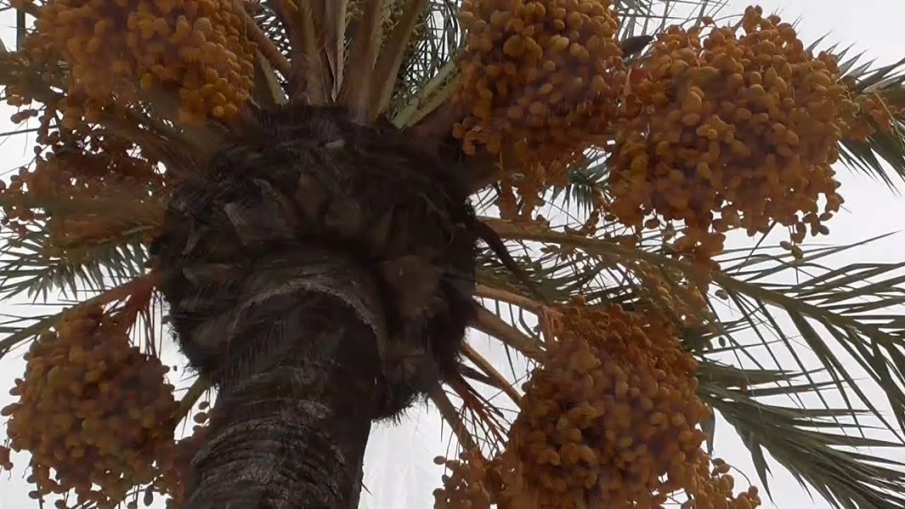 Dattelpalme aus Kernen ziehen