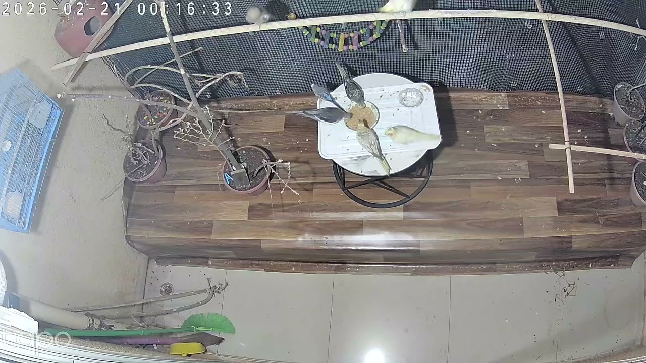 Balcony Cocktail Birds Eating Food Naturally