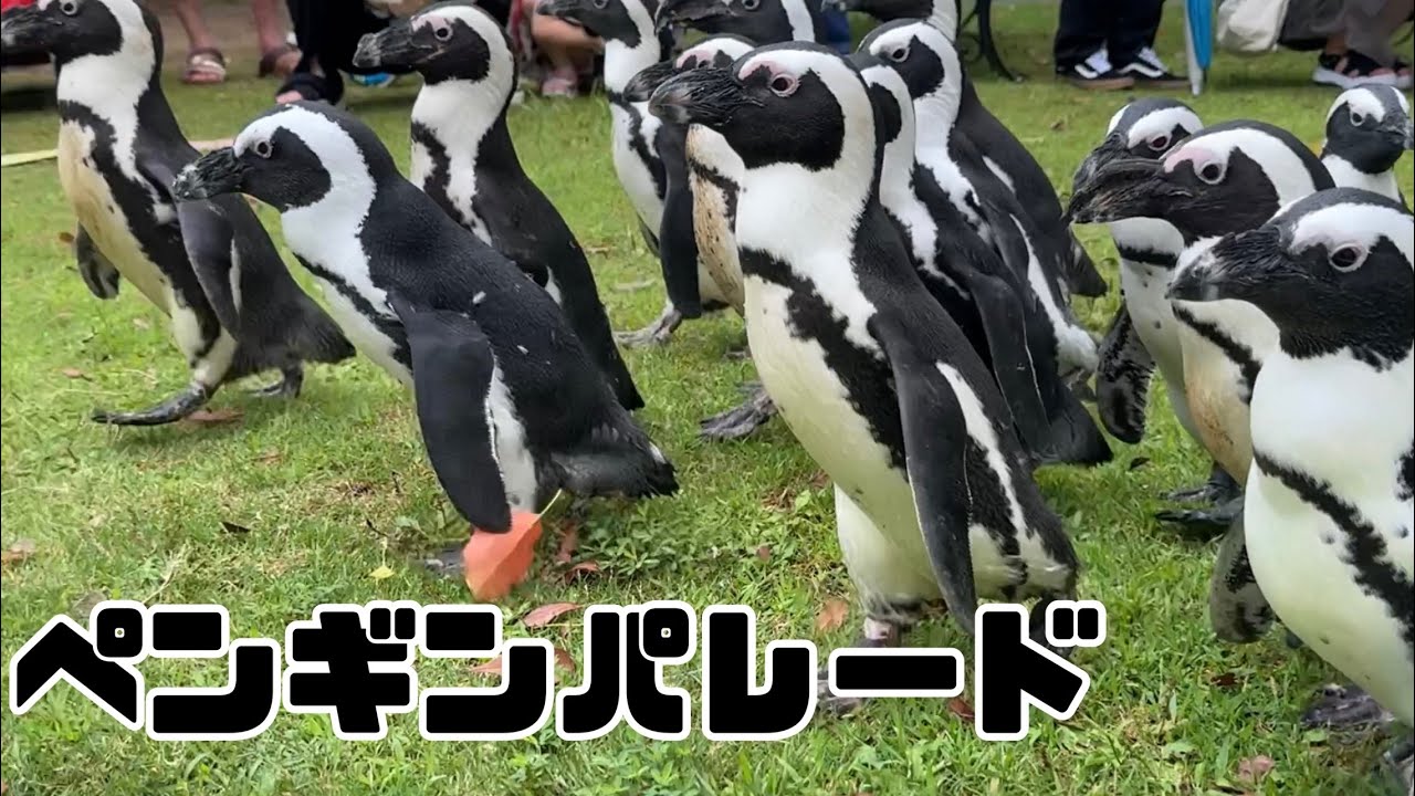 【復活】ペンギンパレード 2024.6.30【アドベンチャーワールド】