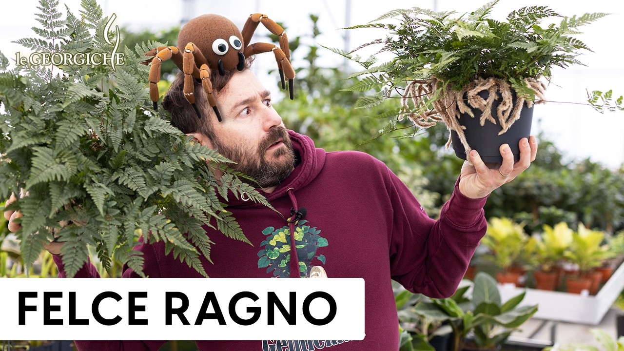Davallia tyermanii (Felce Zampa di Lepre): guida completa!