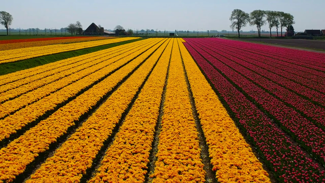 Ton van der Lee Tulip Season 2018 - 2019