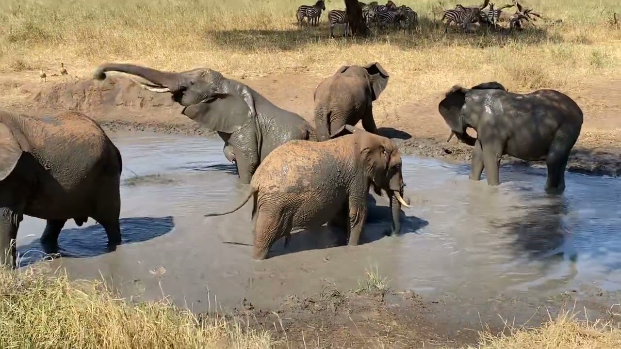 Elephants Playing in Watering Hole Tarangire National Park - Tanzania