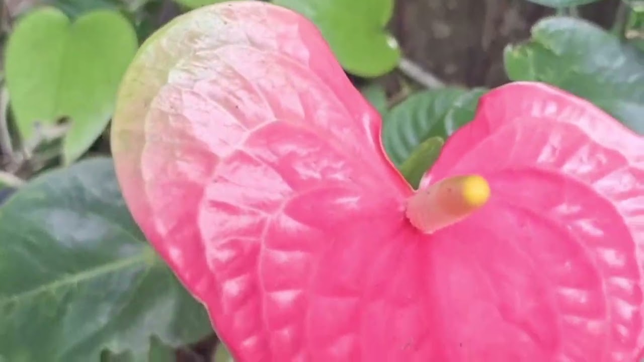 Floração da Lágrimas de Cristo e outras plantas pendentes 