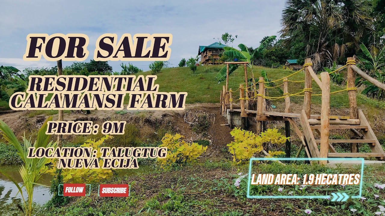 (N/A) 1.9 HECTARE CALAMANSI FARM BA HANAP MO! BAKA ITO NA, MAY DALAWANG KUBO, AT ISANG FISHPOND