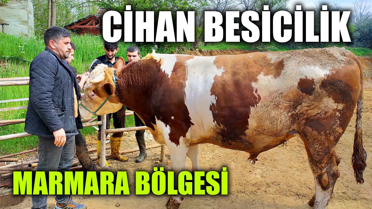 Marmara Bölgesinde Kurbanlık Fiyatları Nasıl?