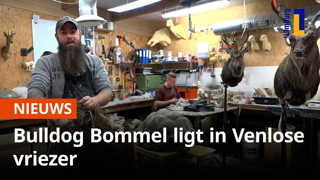 Hond Bommel in vriezer bij Venlose preparateur