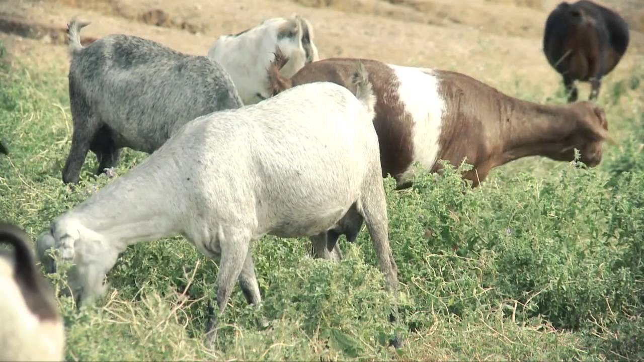 Livestock Vulnerability in Northern Kenya