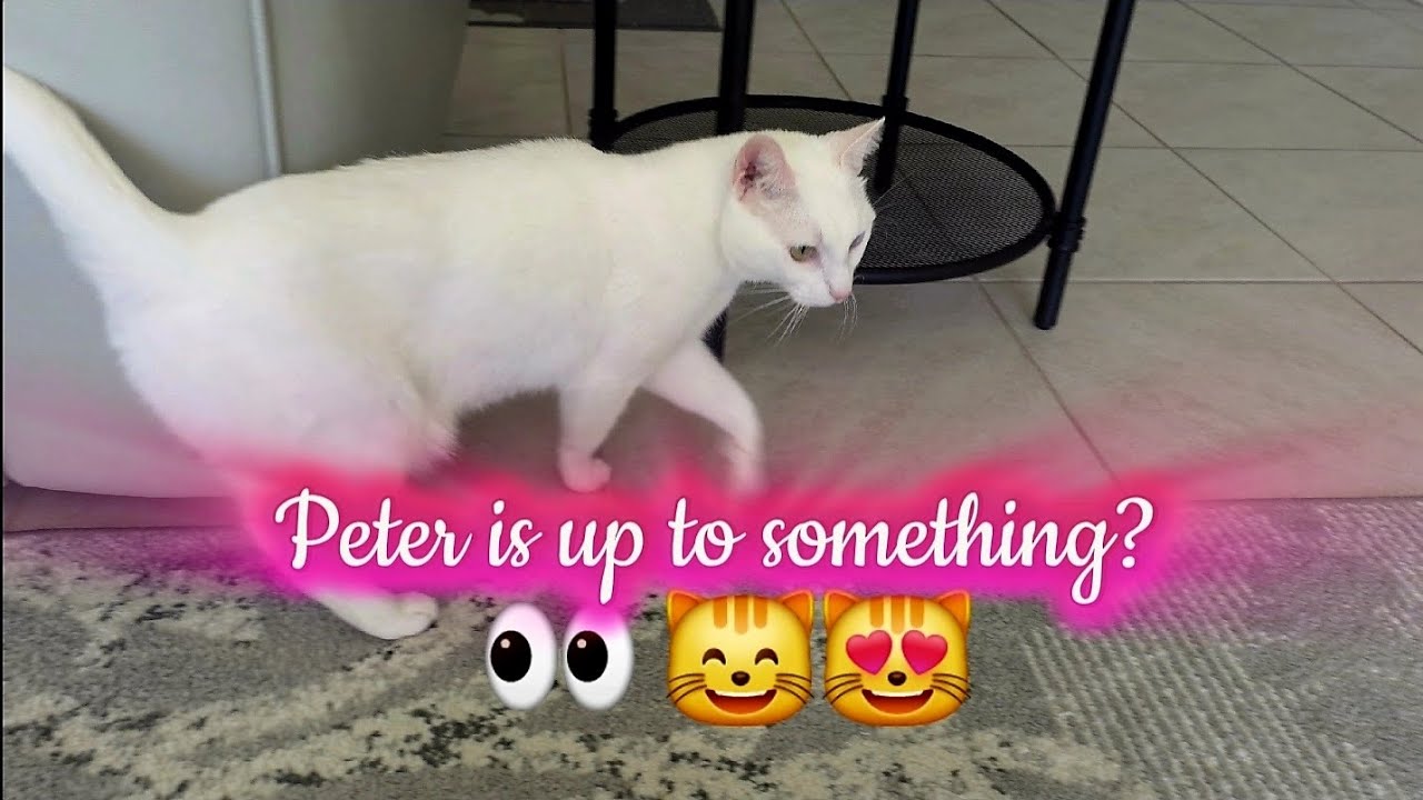 Peter is up to something 👀 🤔 😳 