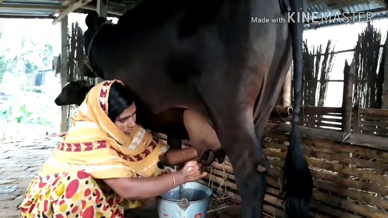 Woman cow milking / How to milk a cow by hand / BD Village Life