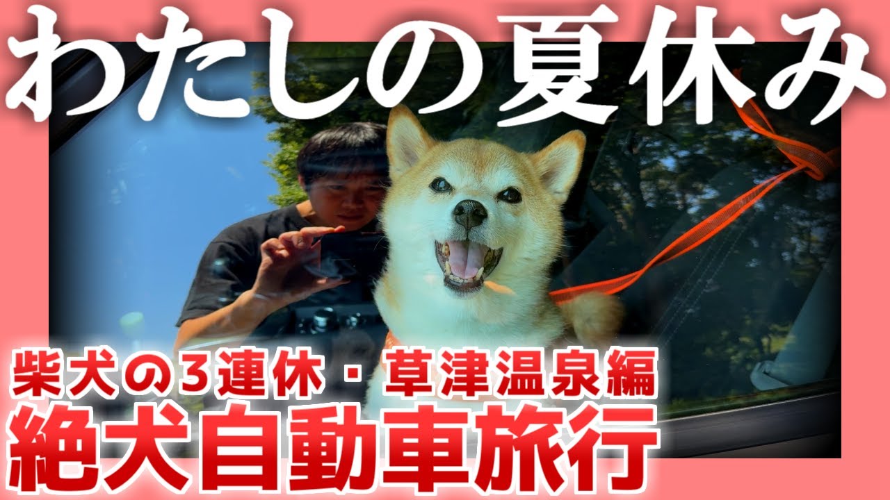 【柴犬の3連休】わたしの夏休み【草津温泉編】|  絶犬自動車旅行