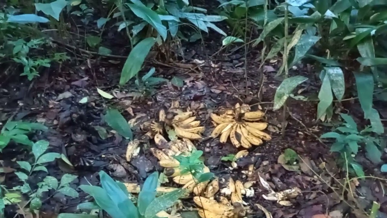 Cevinha de paca e tatu 🌙🌚