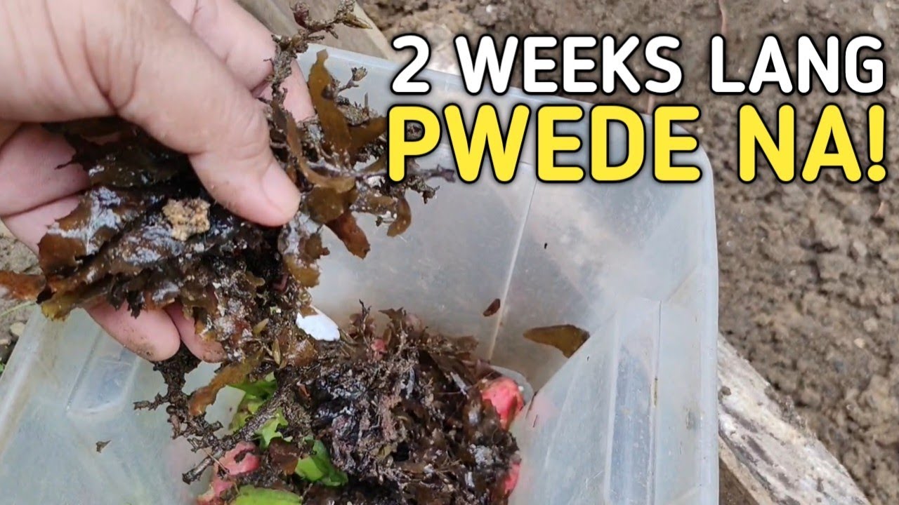 Pinakamabilis na Paraan para Mabulok ang Organic Matter at maging Organic  Fertilizer para sa Tanim