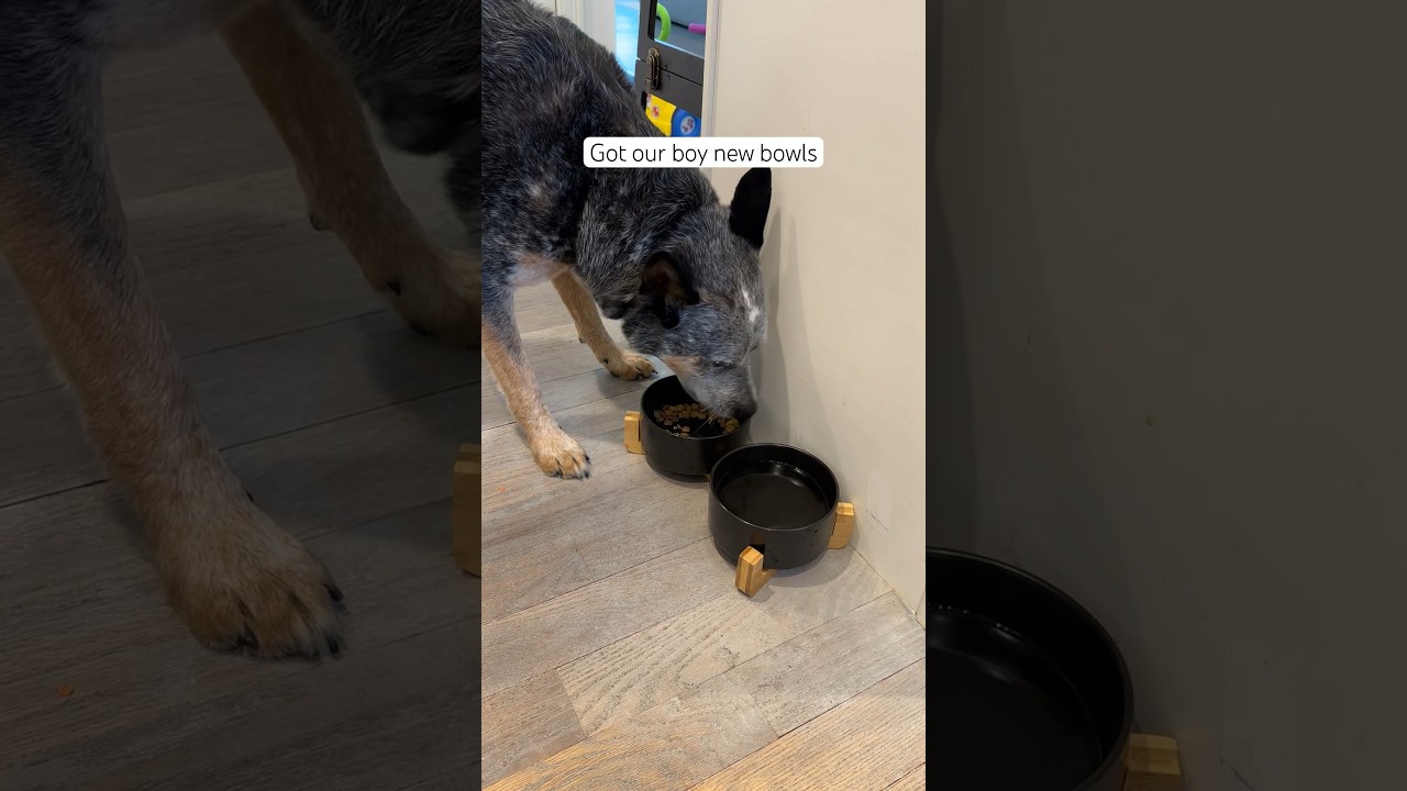 Got these cute aesthetic dog bowls