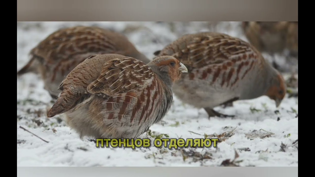 Разведение серой куропатки🦆🧡🦃💚🦤❤️Разведение горной куропатки