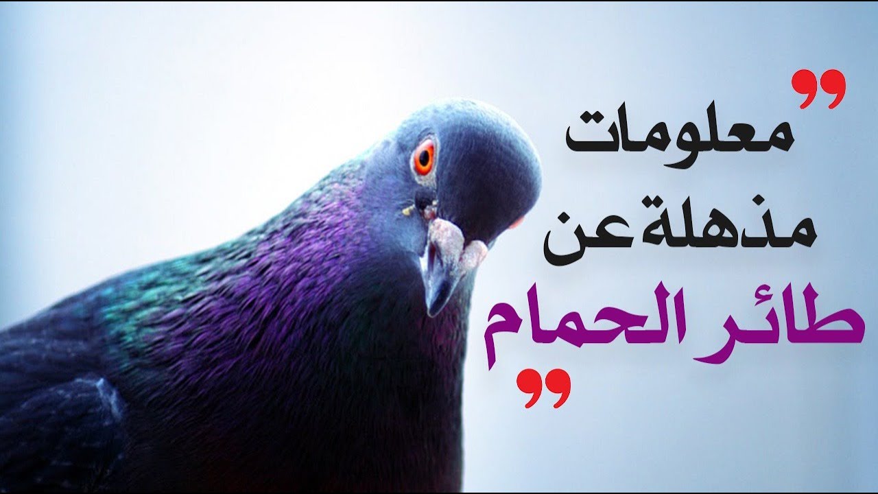 معلومات مذهلة عن طائر الحمام