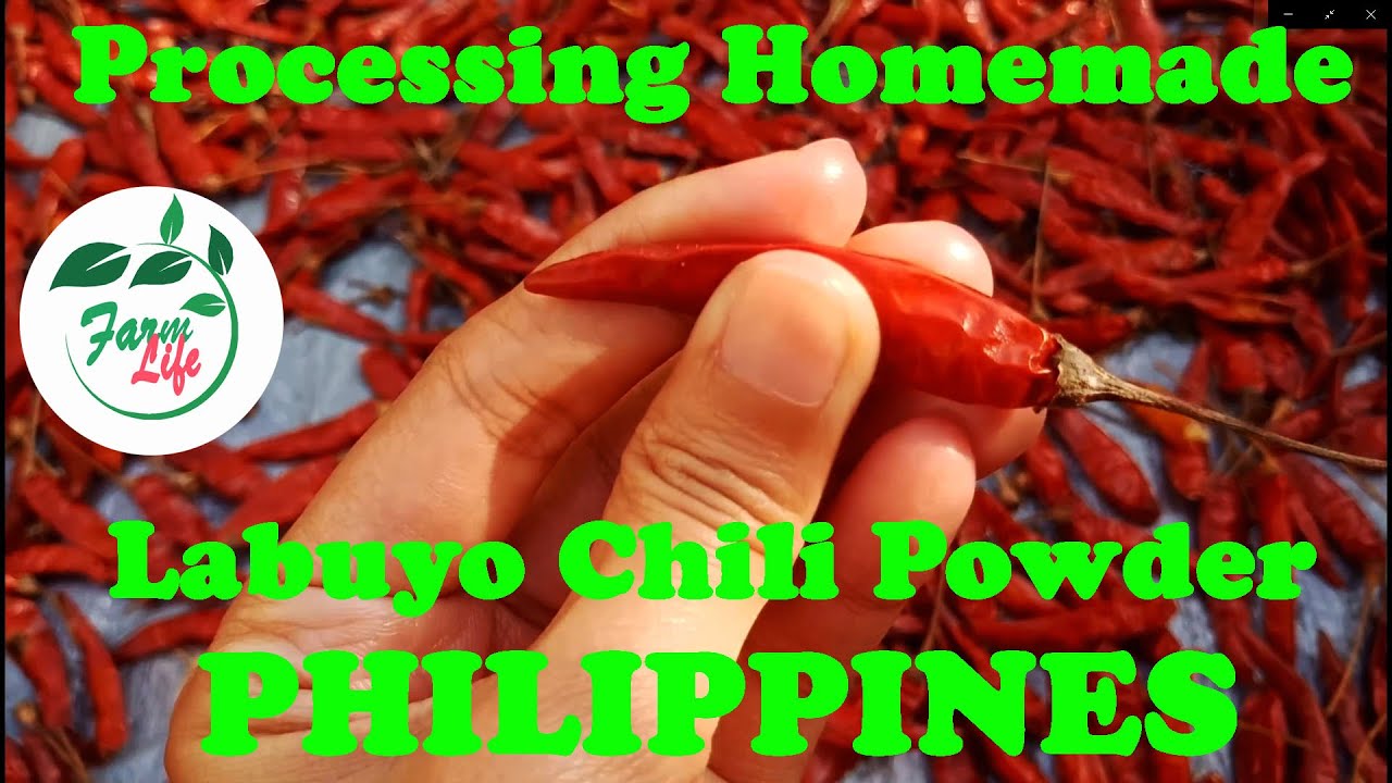 Processing of Homemade Pure Labuyo Chili Powder in Philippines