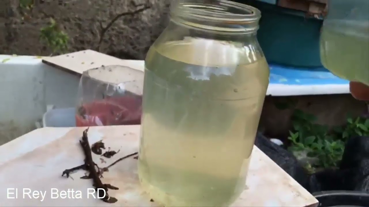 como reproducir tus propias pulgas de agua
