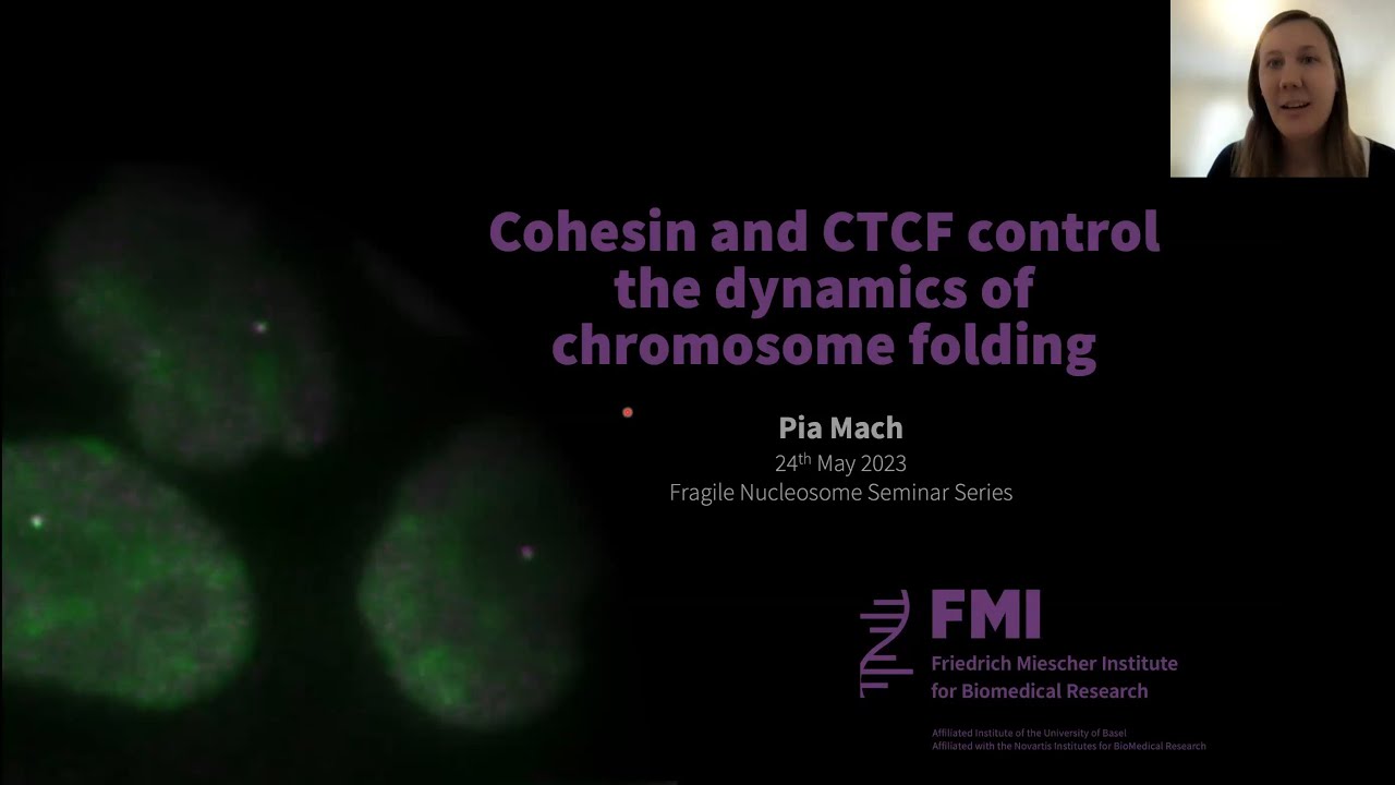 Pia Mach: Cohesin and CTCF control the dynamics of chromosome folding