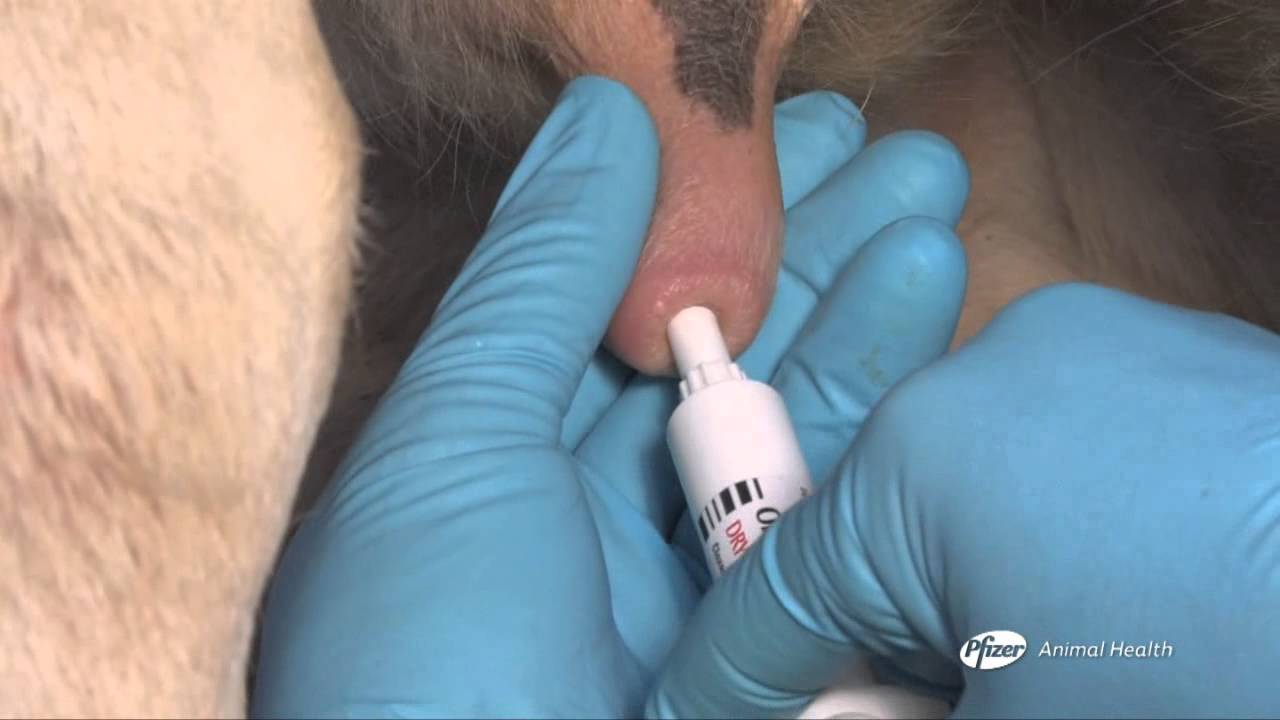 Instructiefilmpje OrbeSeal inbrengen.wmv