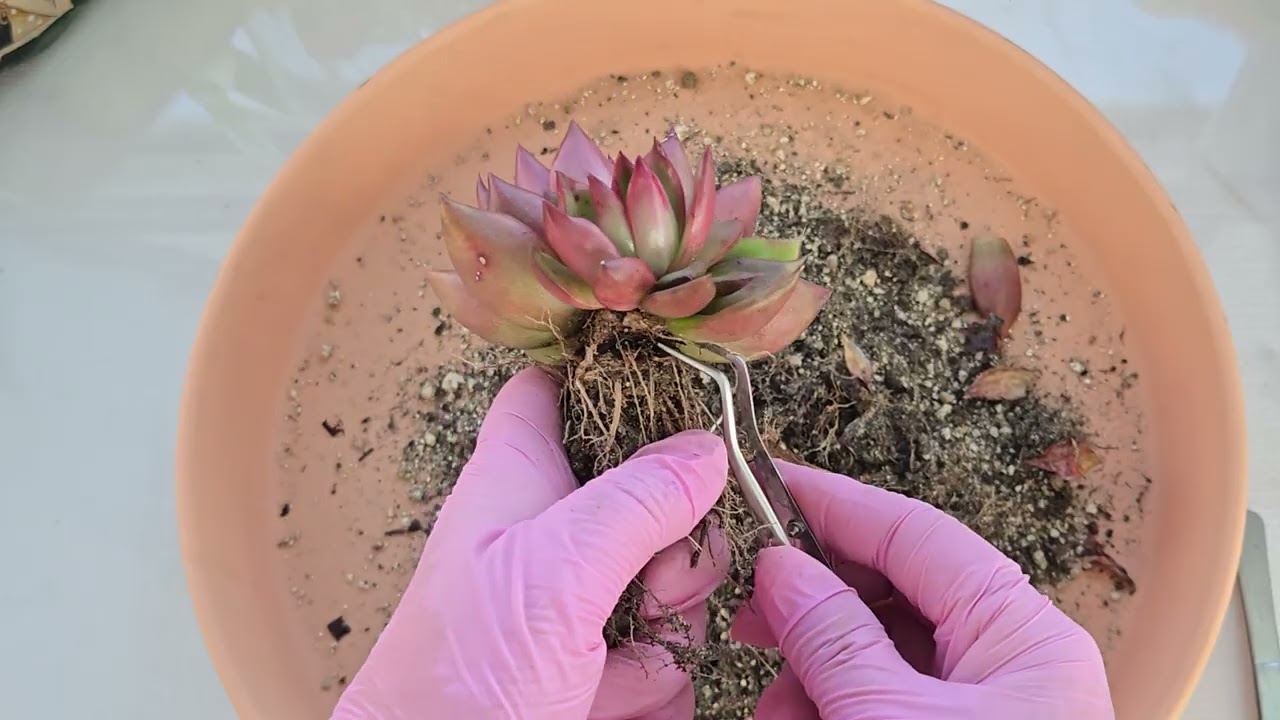 심심한데 구경오세요🌹🐰 🩵🌵💜🐦🍀🩷