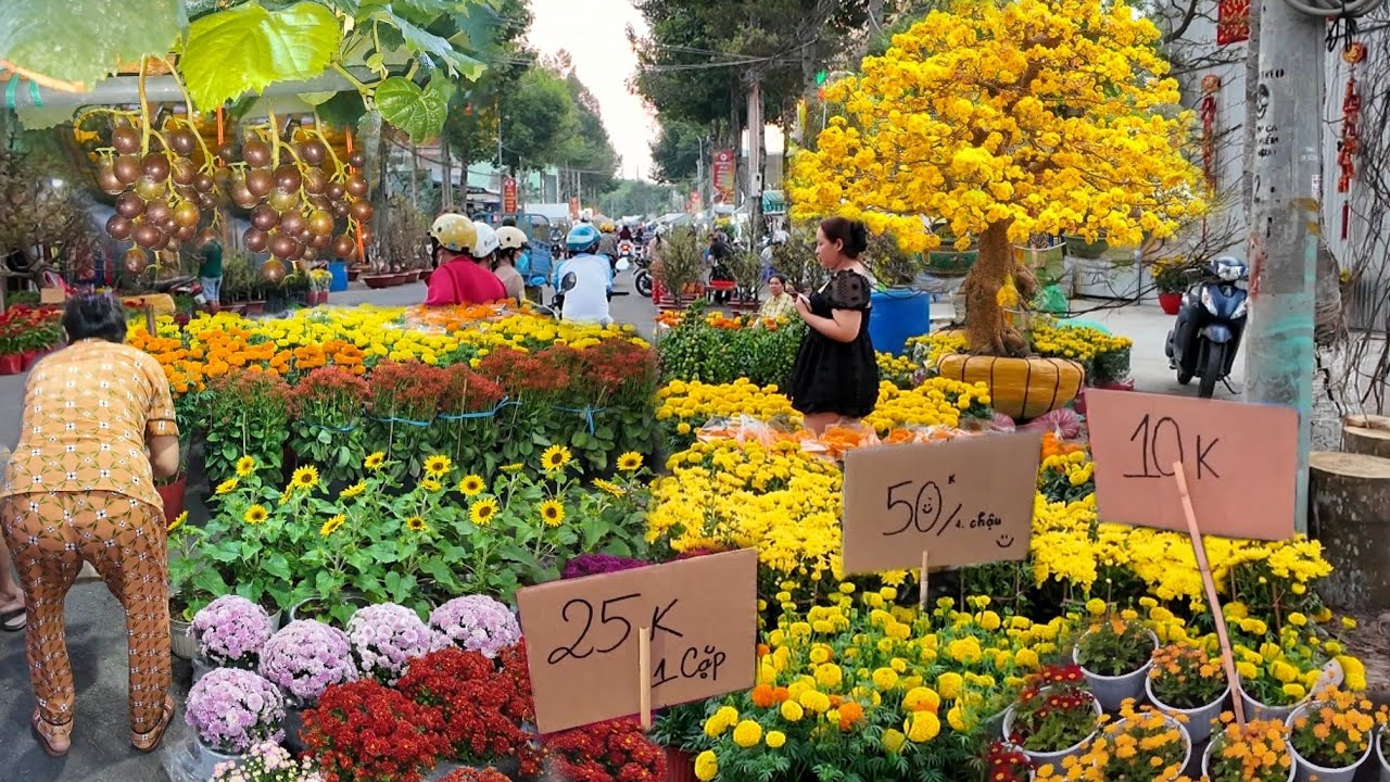 HOA CÂY CẢNH TẾT GIÁ RẺ NGẬP TRÀN CHỢ HOA TẾT SA ĐÉC 2026 GẶP MAI VÀNG KHỦNG SIÊU ĐẸP GIÁ 12 TRIỆU