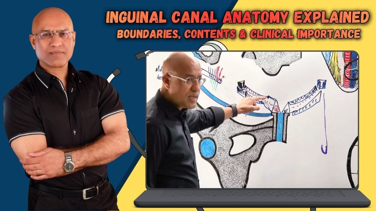 Inguinal Canal Anatomy Explained | Boundaries, Contents & Clinical Importance