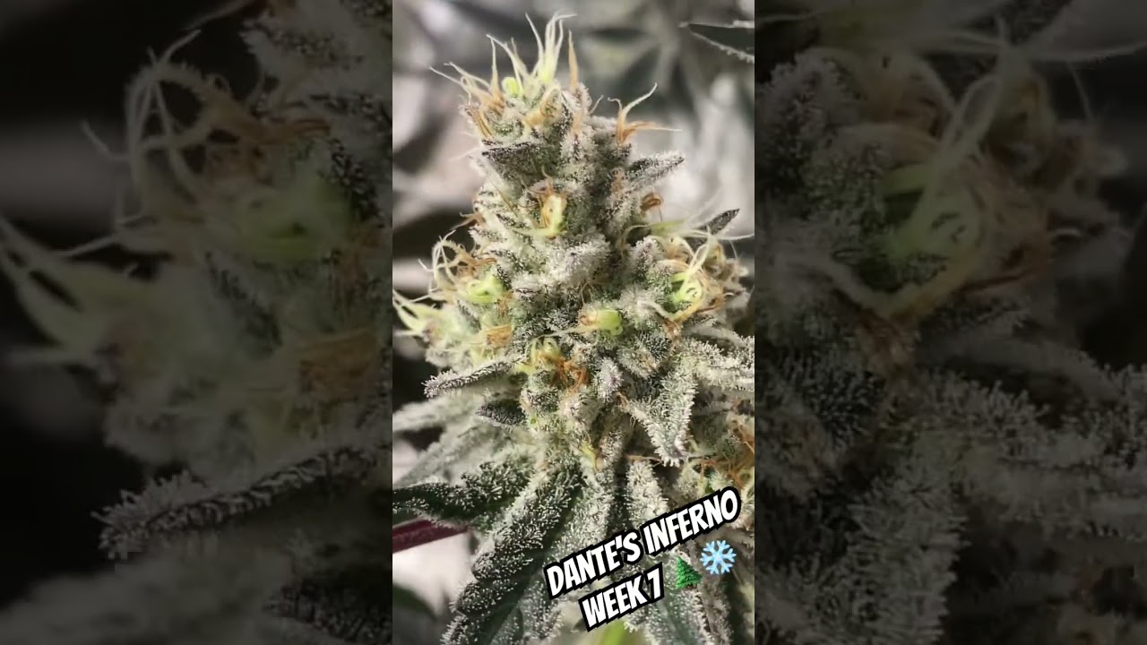Dante&rsquo;s Inferno in week 7 flower🥶 #fade #homegrown #cannabisdaily