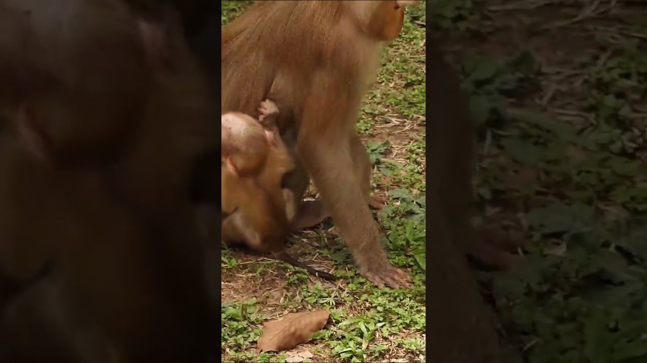 09-09-24 #babymonkey #adorablebabymonkey #lovelybabymonkey