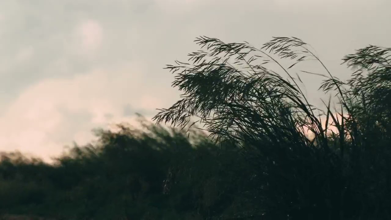 Flame | Ardie Son