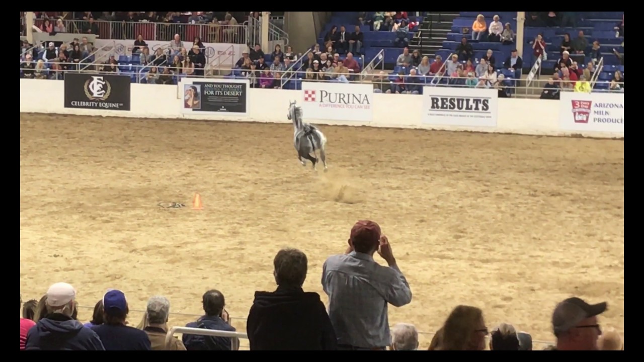 Scottsdale Arabian Horse Show • 2017