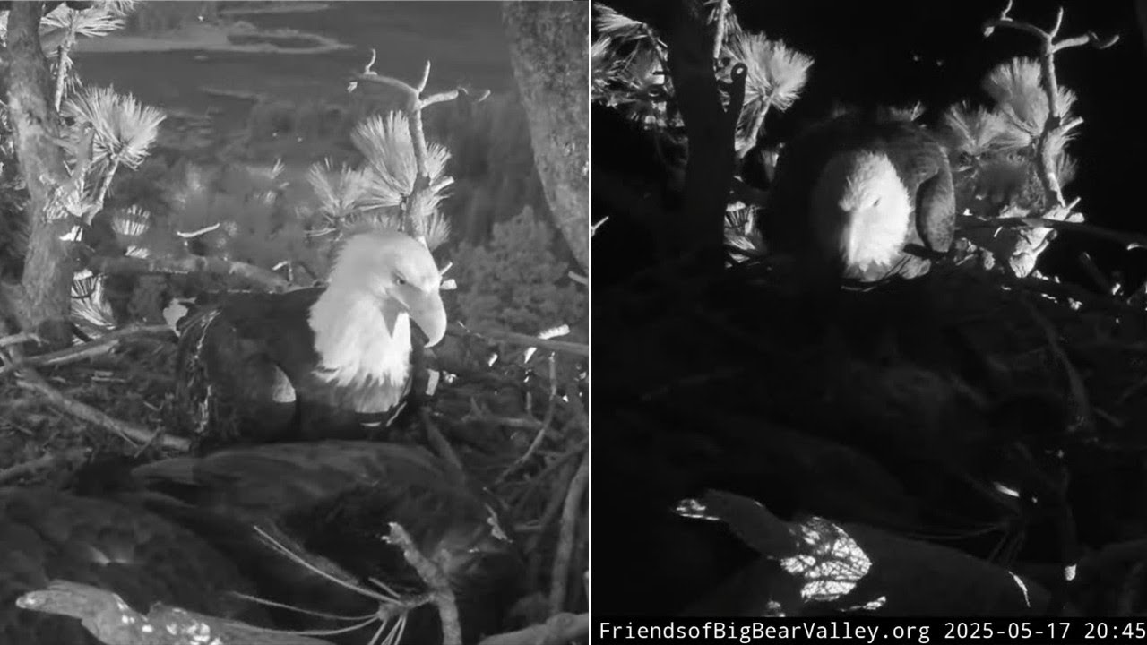 FOBBVCAM Eagles🦅 Jackie Returns After Dark 🌠 Watches Eaglets Sleep 💤 2025 May 17