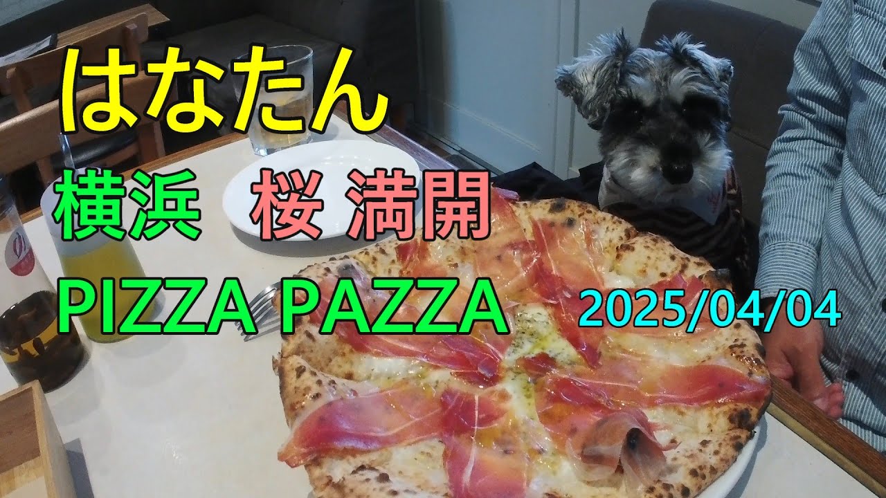 横浜 桜満開 PIZZA PAZZA