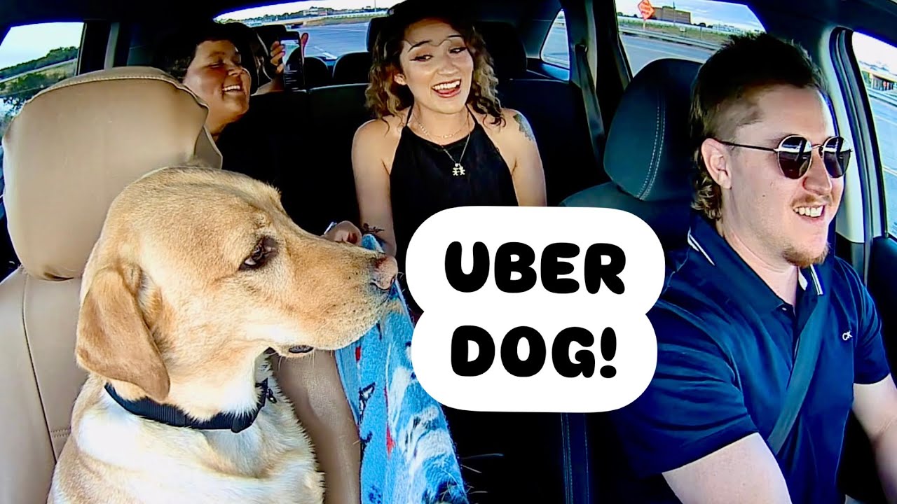 Uber Passengers Meet My Dog