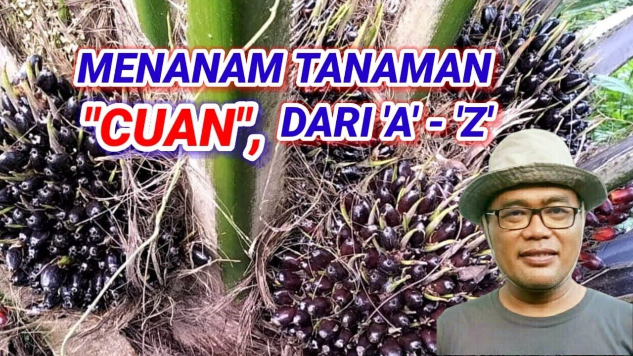 MENANAM KELAPA SAWIT DARI KECAMBAH SAMPAI PANEN