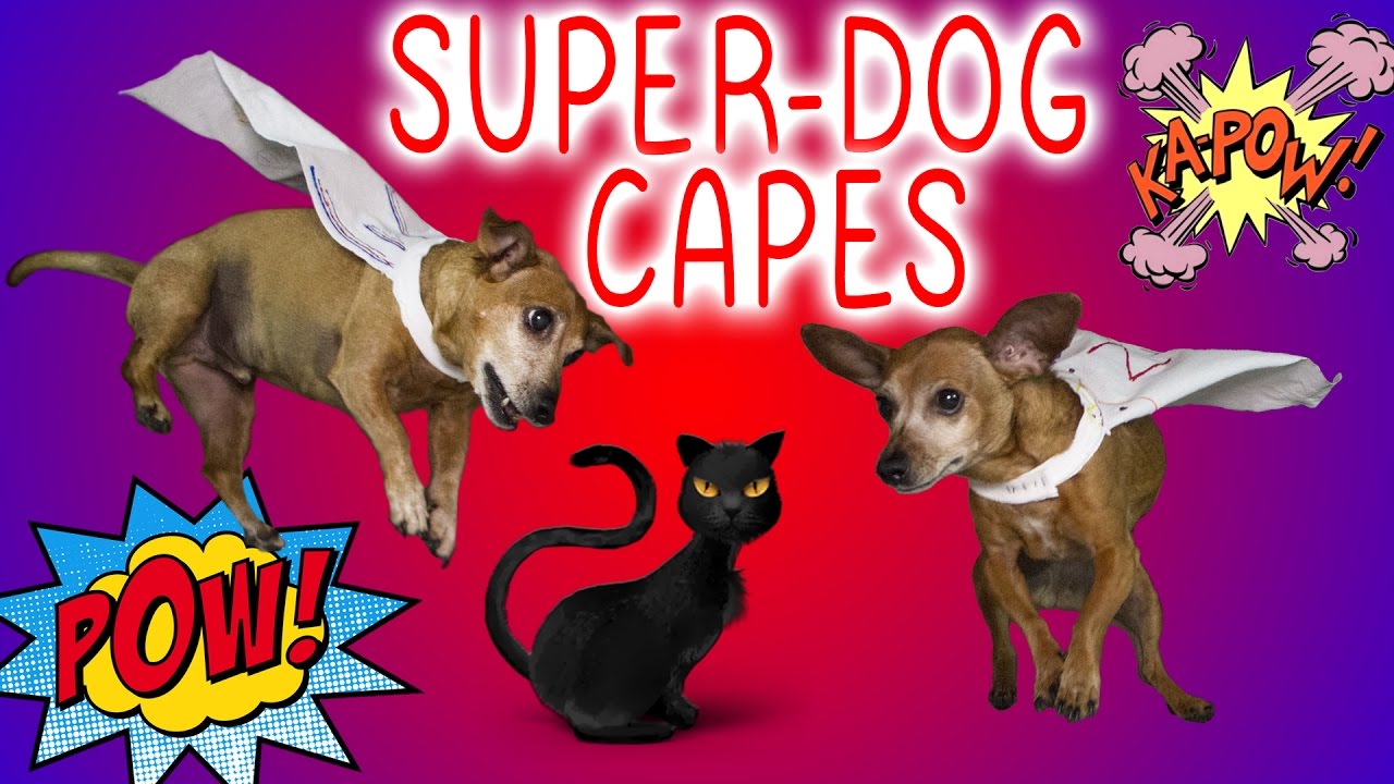 Turning our Dogs into Superheros! // DIY doggie capes