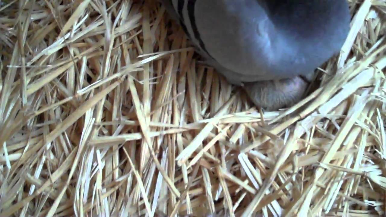 CHECKING OUT MY SECOND ROUND OF 2011 YOUNG BIRDS