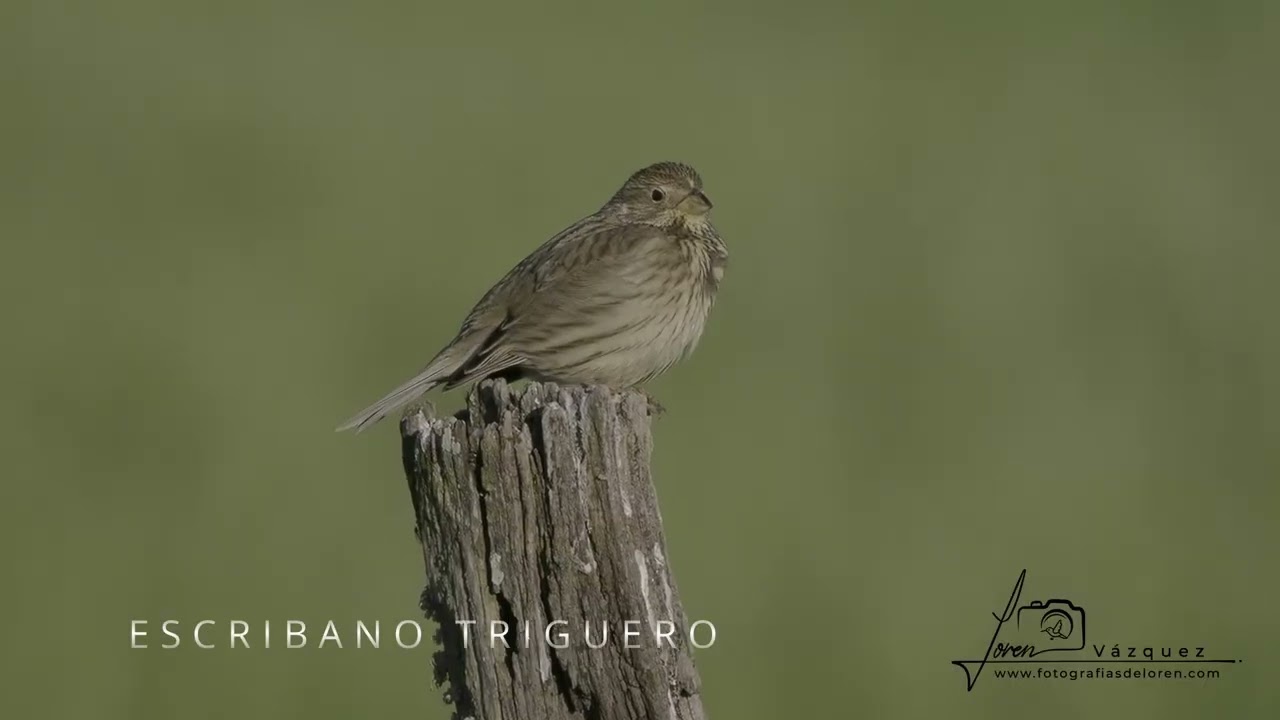 AVES EN DOÑANA. 28-02-2026