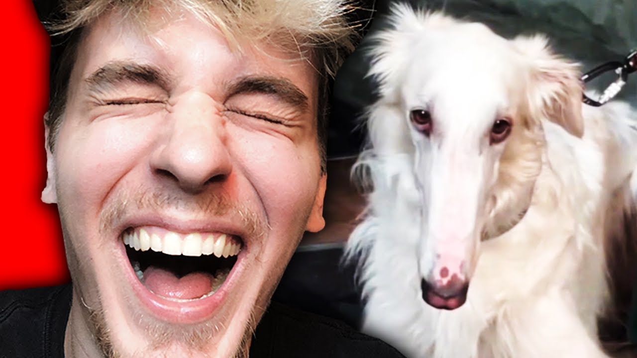If I Laugh, The Video Ends!
