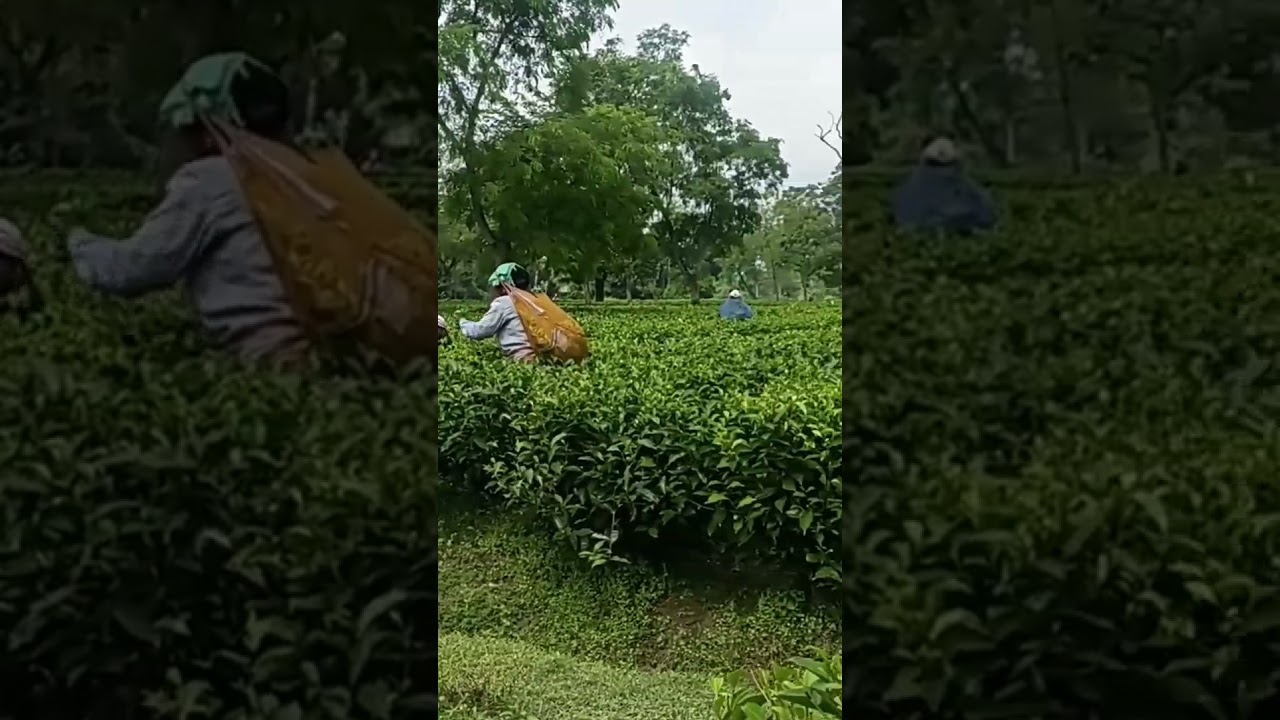 #Doomni Tea Estate #Nature#assam #subscribe