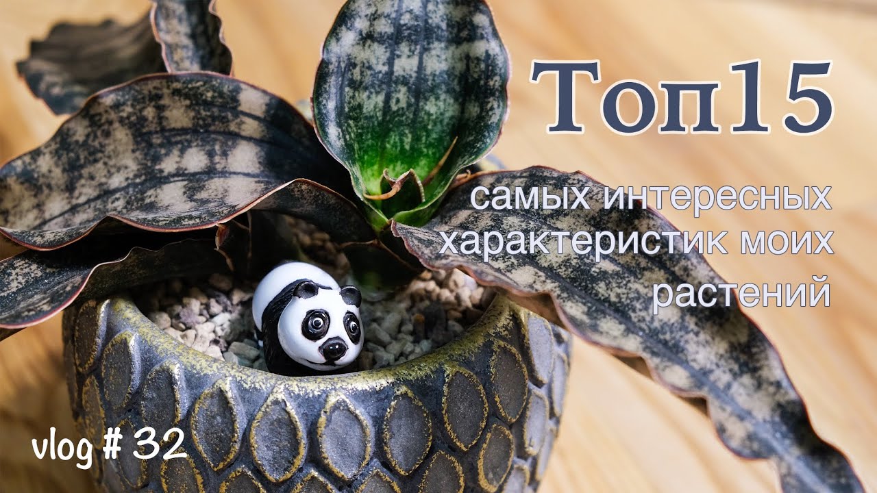 Топ 15 самых интересных характеристик моих растений / Челлендж от @lilttanya