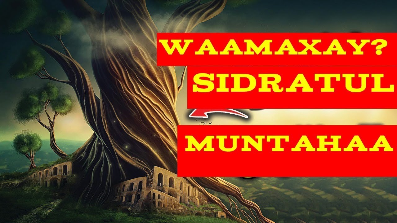 waamaxay sidratul muntaha? yaase ku nool? xagee ku taalaa? jawaab layaab badan, qiso cajiib ah