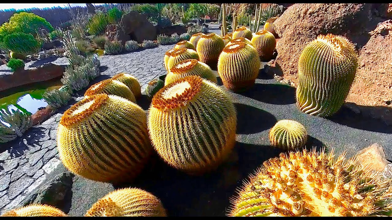 Cactus Garden