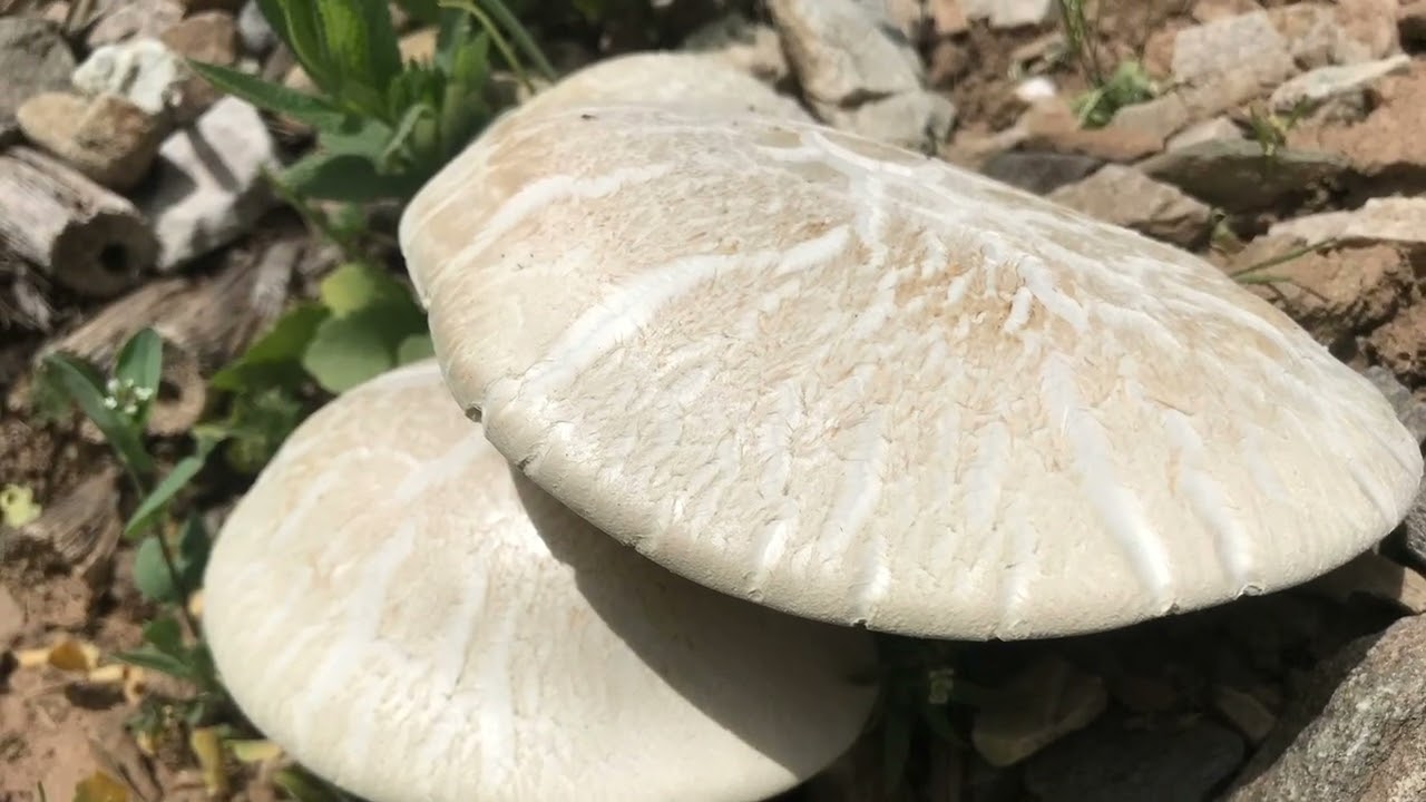 Muş derecik köyün yaylalarında çaşır mantarı ve doğa harikası