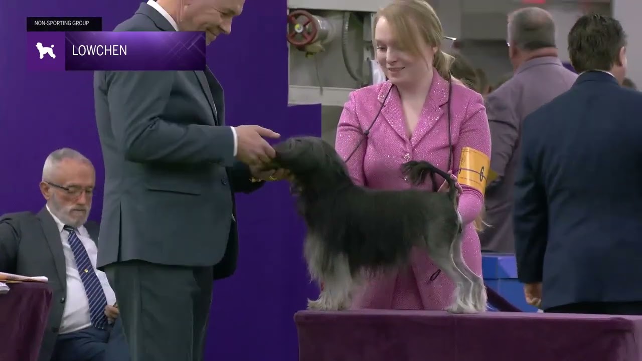 Lowchen | Breed Judging 2025