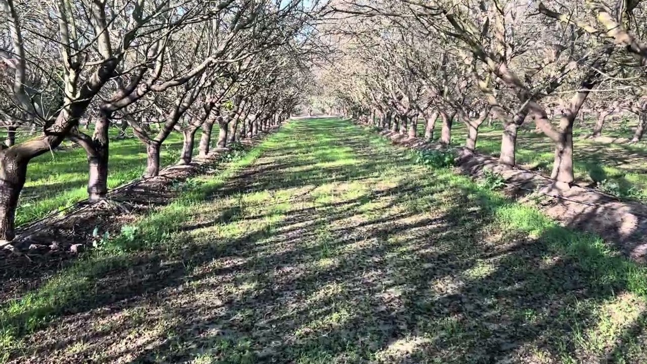 Walking through the orchard part # 5